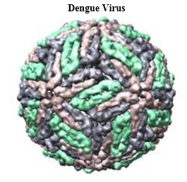 Fig: Dengue fever virus (DENV) is an RNA virus of the family Flaviviridae; genus Flavivirus