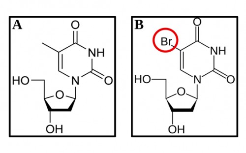 (A) Thymidine and (B) 5-bromo-2'-deoxyuridine (BrdU)