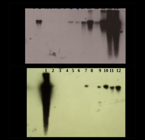 BrdU is incorporated into mosquito genomic DNA. (A)