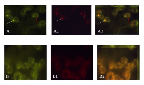 Immunofluorescence analysis of fat body cells from BrdU fed and immune challenged mosquitoes
