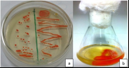 Purified culture of isolate a. on nutrient agar and b. in nutrient broth
