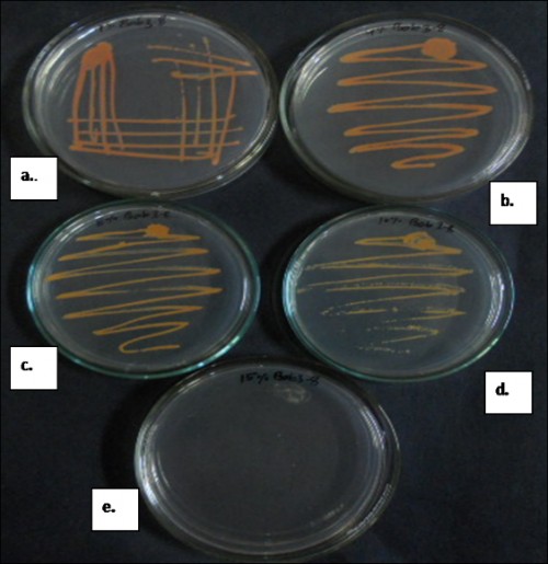 Salt tolerance of bacterial strain<strong>- </strong>a. at 1%, b. at 4%, c. at 8%, d. at 10% and e. at 15%