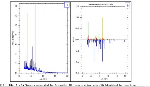 (a)<strong> </strong>Spectra generated by Microflex III mass spectrometer (b)<strong> </strong>Identified by matching with<strong> </strong>Biotyper database