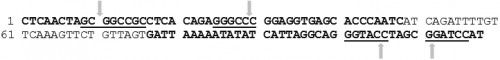 Ae. aegypti sialokinin <em>I intron sequence (5â€™ to 3â€™).<strong> </strong></em>Forward and reverse primers are shown in bold black letters. The underlined sequences are restriction recognition sites (REs),<em> </em>Not<em>I</em>, Apa<em>I, </em>Kpn<em>I and </em>BamH<em>I </em>respectively from the 5â€™ end of the sequence. Each arrow indicates the cleavage site within the <em>REs.</em>