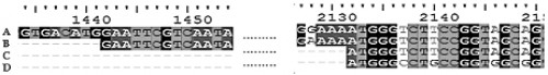 The multiple sequence alignment showing the transcription initiation site (+1) and the translation initiation site of the AeCPA gene.<strong><em> </em></strong>The alignment of whole genome sequence of<em> Ae. aegypti, </em>gb: AAGE02019343.1 (A), complete cDNA sequence of AeCPA gene, gb: AF165923.1 (B), final transcript of AeCPA gene, gb: AF165923.1 (C), and the reverse translated amino acid sequence, gb: AAD47827.1 (D) of the AeCPA is shown. The numerical values at the top of the figure show the position of each nucleotide in the sequence, AAGE02019343.1. Hence, it can be seen that the 1442th position, of genome sequence, AAGE02019343.1 of AeCPA gene is the transcription initiation site of the gene and the 2132th position of the sequence is the translation initiation site