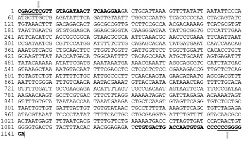 <em>Ae. aegypti </em>Carboxypeptidase A promoter sequence from -4 to -1126 (5â€™ to 3â€™). The<strong> </strong>AeCPAF and AeCPAR primers are shown in bold black letters. The underlined sequences are REs, <em>Sac</em>I and <em>Sma</em>I respectively from the 5â€™ end of the sequence. Each arrow indicates the cleavage site within the REs