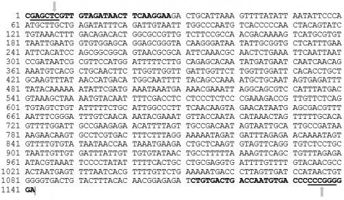 <em>Ae. aegypti </em>Carboxypeptidase A promoter sequence from -4 to -1126 (5â€™ to 3â€™). The<strong> </strong>AeCPAF and AeCPAR primers are shown in bold black letters. The underlined sequences are REs, <em>Sac</em>I and <em>Sma</em>I respectively from the 5â€™ end of the sequence. Each arrow indicates the cleavage site within the REs