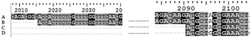 The multiple sequence alignment showing the transcription initiation site (+1) and the translation initiation site of the AeVtA gene.<strong> </strong>The alignment of complete DNA sequence of <em>Ae. aegypti</em> VgA1 gene, gb: L41842.1 (A), the complete cDNA sequence of the very sequence (B), the final transcript of the very sequence (C), and the reverse translated amino acid sequence, gb: AAA99486.1 (D) is shown. The numerical values at the top of the figure show the position of each nucleotide in the sequence, gb: L41842.1. Hence, it can be seen that the 2016th position, of gene sequence, gb: L41842.1 of AeVtA gene is the transcription initiation site of the gene and the 2091st position of the sequence is the translation initiation site