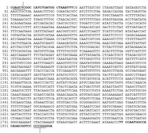 <em>Ae. aegypti</em> Vitellogenin promoter sequence<em> (5â€™ to 3â€™<strong>). </strong></em>The<strong> </strong>AeVtAF and AeVtAR primers are shown in bold black letters. The underlined sequences are REs, SacI and SmaI respectively from the 5â€™ end of the sequence. Each arrow indicates the cleavage site within the REs.