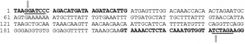 svA sequence (5â€™ to 3â€™).<strong> </strong>svA forward and reverse primers are shown in bold black letters. svA region of both vectors, pGL3-hsp82 (Addgene) and pGL3-Basic (Addgene) could be amplified by the primers indicated. The underlined sequences are REs, <em>BamH</em>I and <em>Xba</em>I respectively from the 5â€™ end of the sequence. Each arrow indicates the cleavage site within the REs.