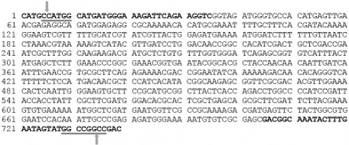 MosI transposase enzyme coding sequence.<strong> </strong>The MosF and MosR primers are shown in bold black letters. The underlined sequences are REs, <em>Nco</em>I and <em>Fse</em>I respectively from the 5â€™ end of the sequence. Each arrow indicates the cleavage site within the REs.