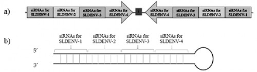 The designed effector lhRNA molecule in this study. The construct showing different regions of lhRNA made up of siRNAs specific to different dengue virus serotypes (a) The stem and loop structure of lhRNA molecule formed by complementary base paring of its sense and antisense regions (b). The sequence of designed lhRNA molecule  that corresponds to positive (+) strand of the stem structure, the position 799 to 874 is the region that corresponds to loop structure and the position 874 to 1672 is the region that corresponds to negative (-) strand sequence of the stem structure of lhRNA molecule. The spaces in the figure indicated by two arrows (at the top of the figure) are the sites of lhRNA molecule that are cleaved by the dicer enzyme and the regions between spacer are the designed siRNA sequences containing 21 nucleotides.