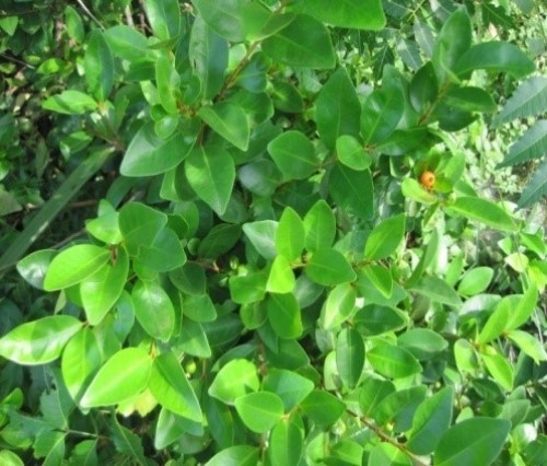 Leaves of <em>G. pentaphylla</em>