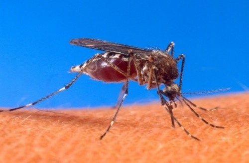 Aedes aegypti is the main vector of dengue transmission
