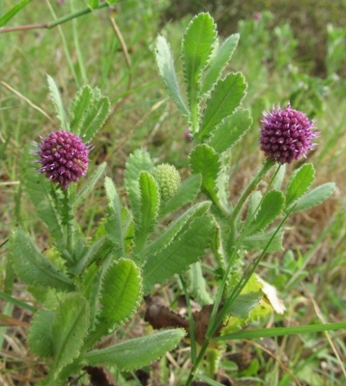 <em>Sphaeranthus</em> <em>indicus</em>