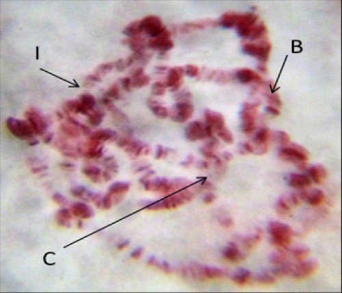 Polytene chromosome of <em>Anopheles stephensi </em>mosquito (control)