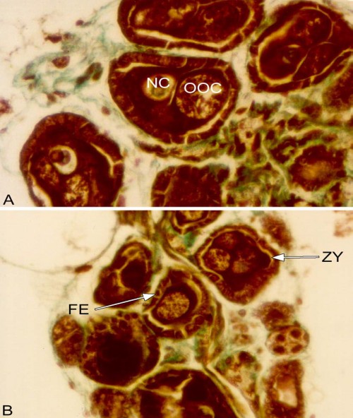 A. Light micrograph of an oocyte (OOC) and nurse cell (NC) of <em>Aedes aegypti</em>. X 10 000. B. Zone of yolk protein uptake (ZY) in the epithelial follicle (FE) in the oocyte of <em>Aedes aegypti</em>. X 7 5000. Both after Goldner stain