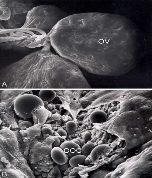 Scanning electron micrograph of the ovarioles (OV) of female <em>Ochlerotatus rusticus</em>. X 1 550. B.Oocytes (OOC) of female <em>Ochlerotatus rusticus</em>. X 1 050.
