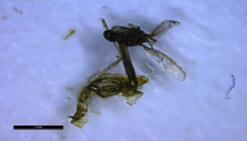 Pupal â€“ adult intermediate obtained at 300ppm concentration of the leaf extract of <em>Erythrina variegate</em>