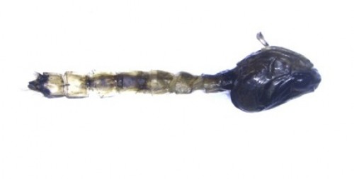 Larval – pupal intermediate observed at 50 ppm concentration of the leaf extract of <em>Pongamia pinnata</em>