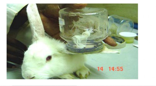 Test for mosquito readiness to feed on the rabbit ear