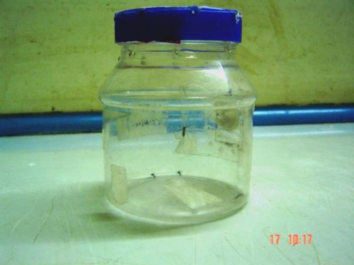 Mosquito cup containing <em>Aedes aegypti</em> female mosquitoes