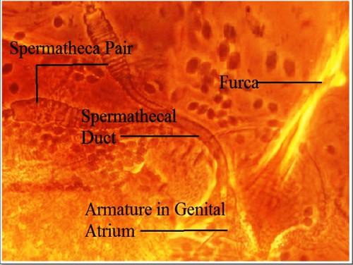 Figure allocating position of Furca, Paired Spermatheca attached with Spermathecal duct and Armature in Genital Atrium of female <em>Phlebotomus argentipes</em>.