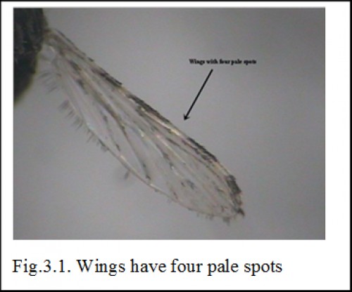 Wings have four pale spots