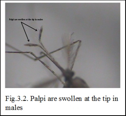 Palpi are swollen at the tip in males