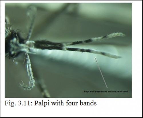 Palpi with four bands