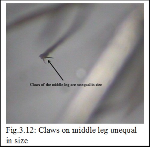 Claws on middle leg unequal in size