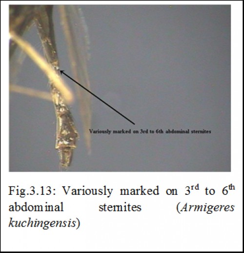 Variousl marked on 3<sup>rd</sup> to 6<sup>th</sup> abdominal sternites (<em>Armigeres kuchingensis</em>)
