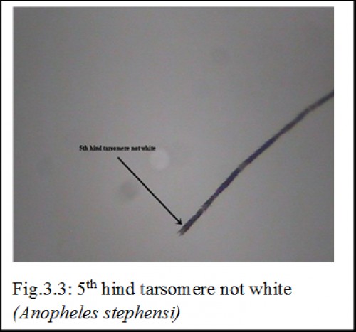 5<sup>th</sup> hind tarsomere not white <em>(Anopheles stephensi)</em>