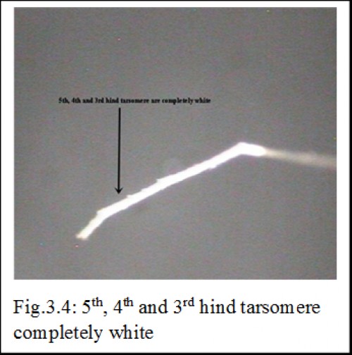 5<sup>th</sup>, 4<sup>th</sup> and 3<sup>rd</sup> hind tarsomere completely white