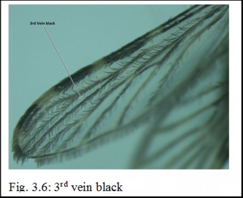 3<sup>rd</sup> vein black