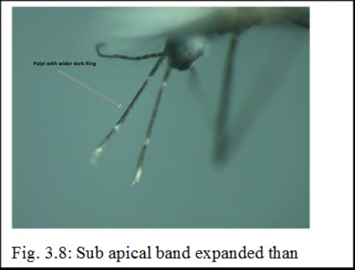 Sub apical band expanded than