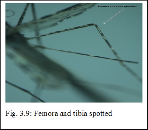 Femora and tibia spotted