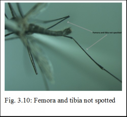 Femora and tibia not spotted