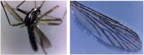 <em>Wild</em> type <em>Ae. albopictus </em>(Female) Wing of wild type adult <em>Ae. albopictus</em>