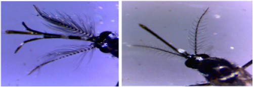 Head of wild type male (A) and female (B) adult <em>Ae. albopictus</em>