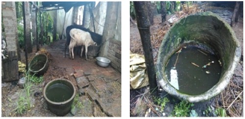 Breeding habitat: Food container of cow (A & B)