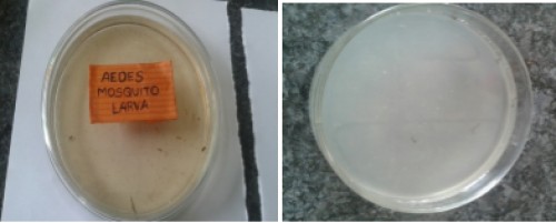 <em>Aedes </em>mosquito larva before and after treatment