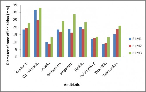 Bar diagram showing mean zone inhibition of three gut bacterial isolates from each Morphotype of sample B1 against nine antibiotics.
