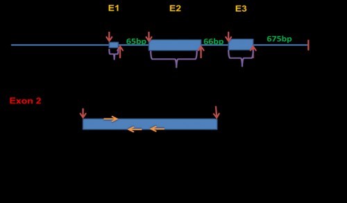 <em>Culex quinquefasciatus</em> Vtg gene sequence diagram showing the intron-exon structure and the positions of the designed Vtg-specific primers (VgF, VgR1, VgR2) used for amplification of Vtg homologue(s) from in <em>Cx. pipiens </em>collected from Egypt. E: exon region.