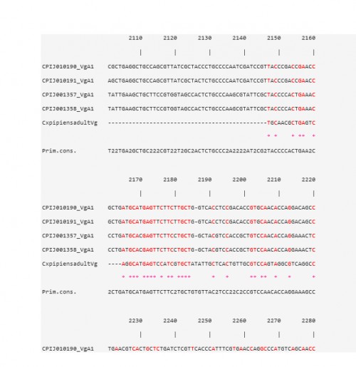 CLUSTAL W multiple alignments at the Vtg nucleotide level of the sequence contig, for <em>Cx. pipiens </em>females 48 h PBM, with four Vg-A1 transcripts in <em>Cx. quinquefasciatus</em>