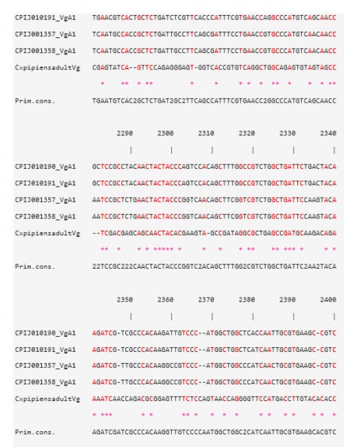 CLUSTAL W multiple alignments at the Vtg nucleotide level of the sequence contig, for <em>Cx. pipiens </em>females 48 h PBM, with four Vg-A1 transcripts in <em>Cx. quinquefasciatus</em>