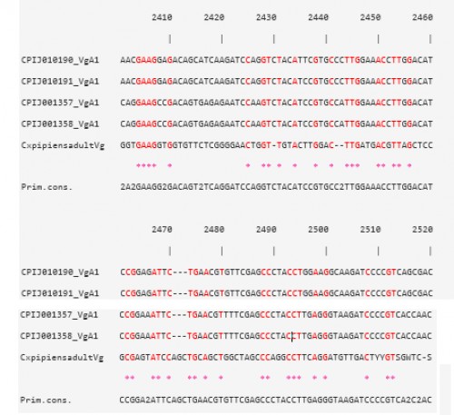 CLUSTAL W multiple alignments at the Vtg nucleotide level of the sequence contig, for <em>Cx. pipiens </em>females 48 h PBM, with four Vg-A1 transcripts in <em>Cx. quinquefasciatus</em>