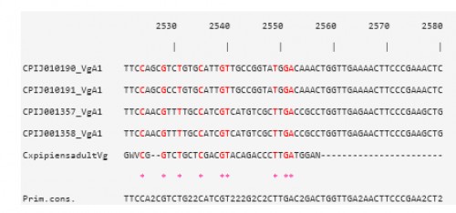 CLUSTAL W multiple alignments at the Vtg nucleotide level of the sequence contig, for <em>Cx. pipiens </em>females 48 h PBM, with four Vg-A1 transcripts in <em>Cx. quinquefasciatus</em>