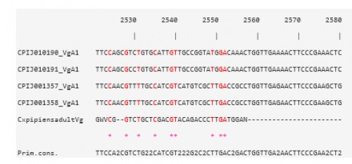 CLUSTAL W multiple alignments at the Vtg nucleotide level of the sequence contig, for <em>Cx. pipiens </em>females 48 h PBM, with four Vg-A1 transcripts in <em>Cx. quinquefasciatus</em>