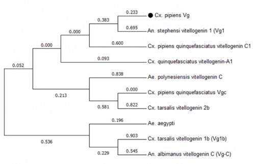 Phylogenetic analysis of Vtg gene transcripts from various species of mosquitoes. The analysis involved 10 nucleotide sequences. All positions containing gaps and missing data were eliminated. There were a total of 39 positions in the final dataset